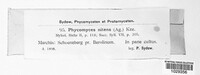 Phycomyces nitens image